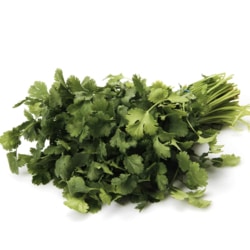 Cilantro