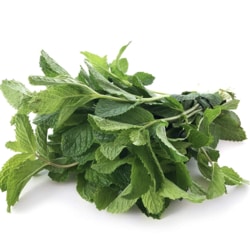 Fresh Mint