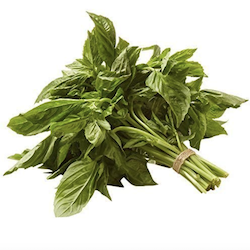 Fresh Basil
